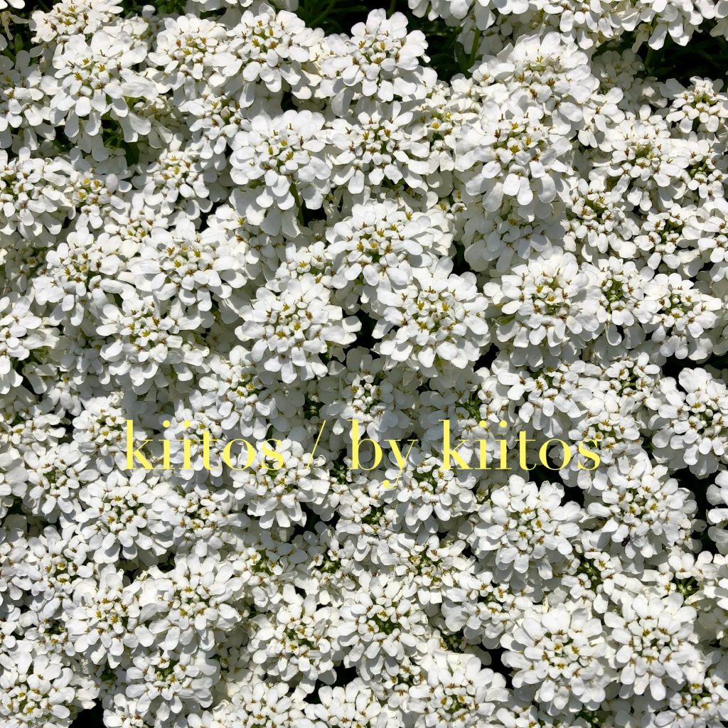 年末年始のご案内２０２５～２０２６